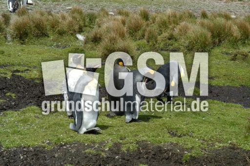 Königspinguin (67 von 84).jpg